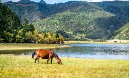 Wild horse graze on the shore of Shudu lake in Potatso national park Shangri-La Yunnan China