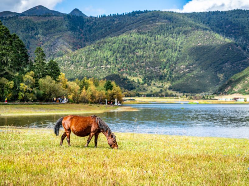 Wild horse graze on the shore of Shudu lake in Potatso national park Shangri-La Yunnan China