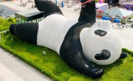 世界上醉大的熊猫！来成都千万别错过都江堰！_1_旅行定制师-栗子🌰_来自小红书网页版