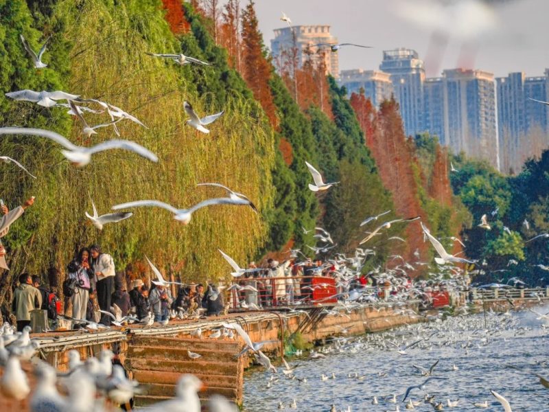 为了这浪漫的一幕，我愿意再来1000次昆明‼️_1_昭春与薯_来自小红书网页版