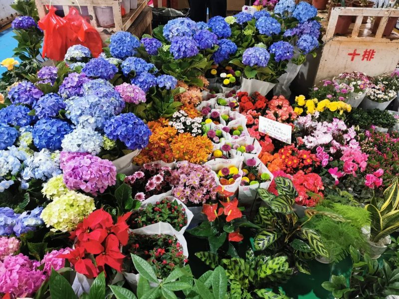 斗南花市：温暖世界的浪漫物语发源地_5_滇风云墨：散文诗_来自小红书网页版