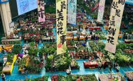 独属昆明的浪漫｜迷失在斗南花市的花花世界_1_噗噗出游日记_来自小红书网页版
