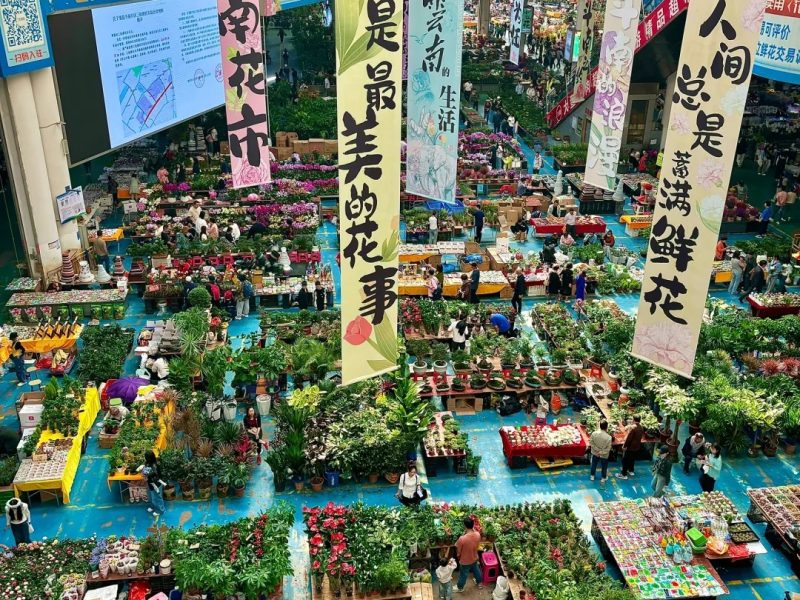 独属昆明的浪漫｜迷失在斗南花市的花花世界_1_噗噗出游日记_来自小红书网页版